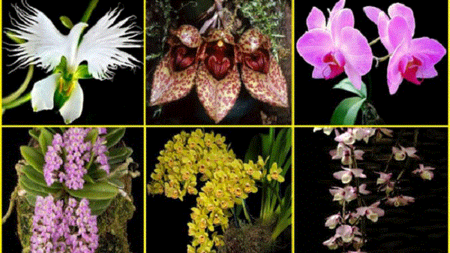 cách nhận biết các loại hoa lan