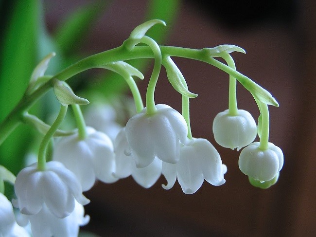 bí mật loài hoa chuông trắng