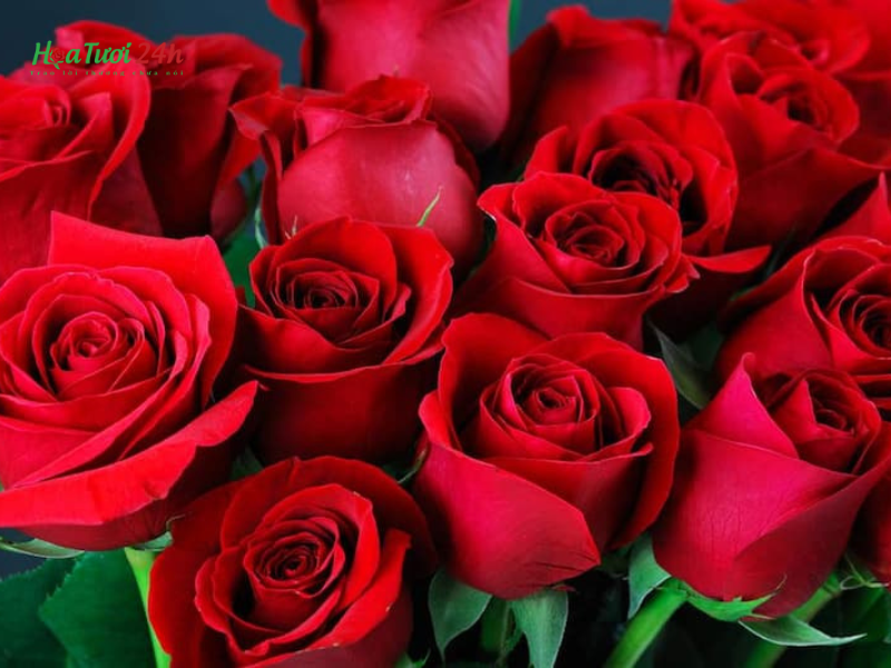 Hoa hồng có bao nhiêu màu? Màu sắc hoa hồng mang ý nghĩa gì?