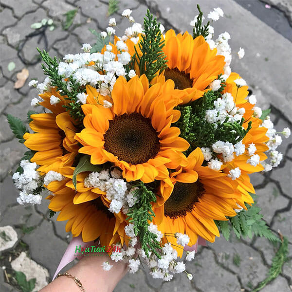 Hoa hướng dương