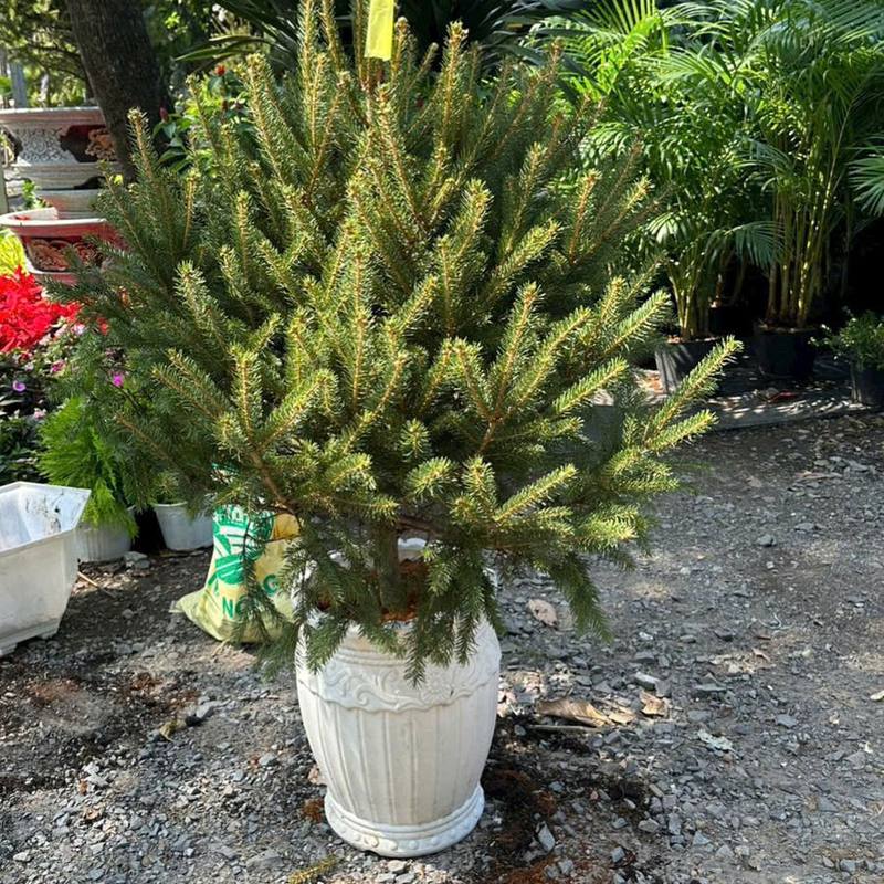 Cây thông Noel chậu còn rễ 1m2–1m5, mã TC02 (ảnh thật tại vườn)
