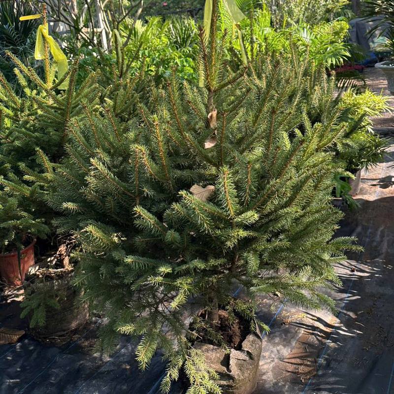 Thông Noel chậu còn rễ dáng tự nhiên (ảnh thật tại vườn)