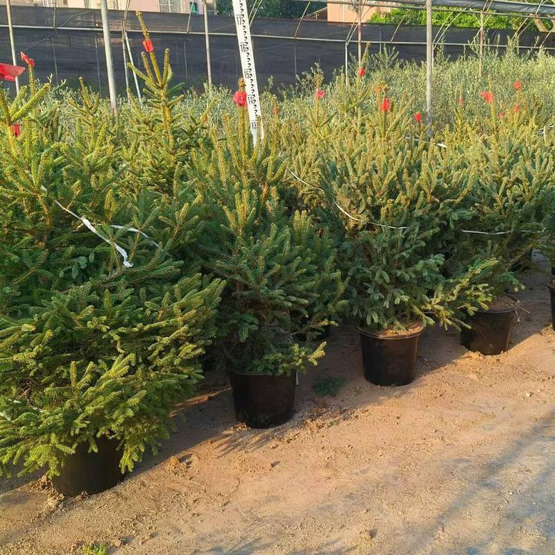 Hàng thông Noel chậu có thước đo chiều cao (ảnh thật tại vườn)