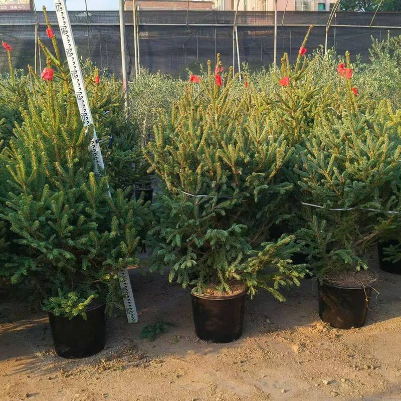 Hàng thông Noel trồng chậu tại vườn (ảnh thật) Hàng thông Noel trồng chậu tại vườn (ảnh thật)