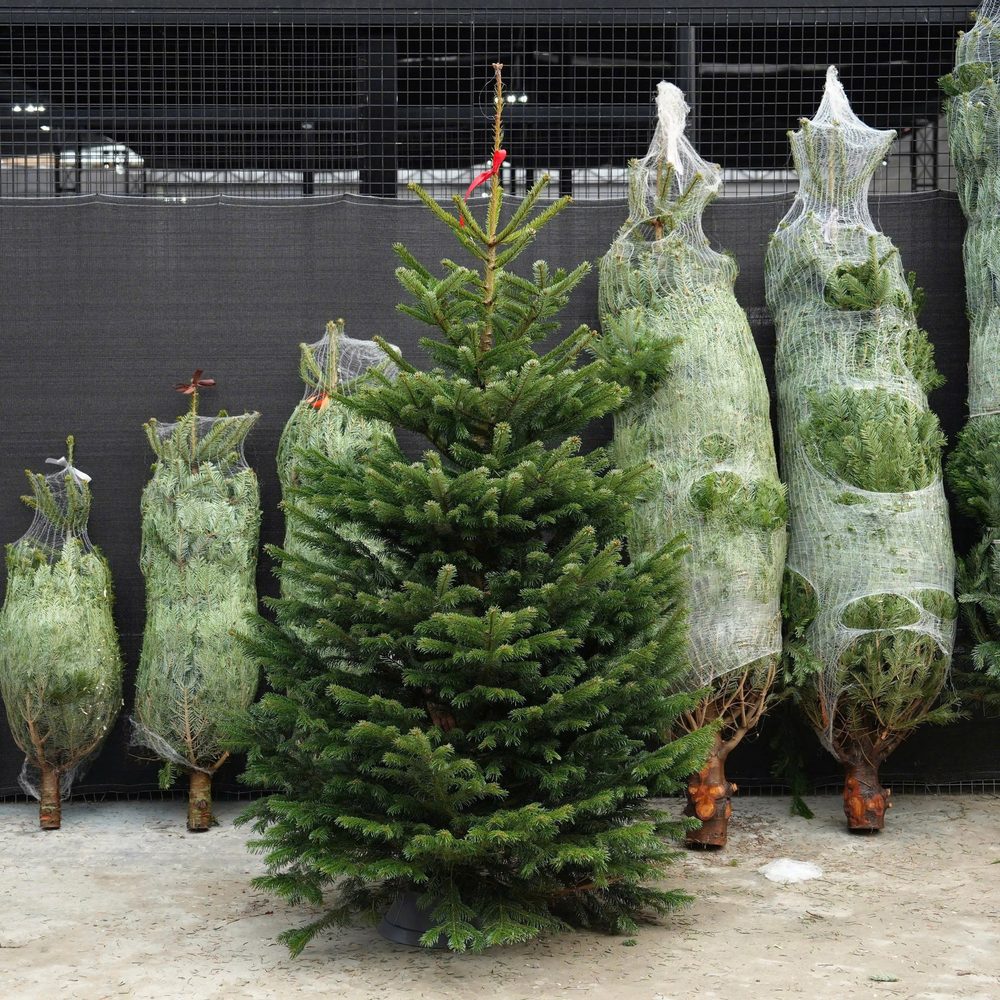 Cây thông Noel Nordmann cắt đứng cạnh các cây còn bọc lưới (ảnh từ nhà cung cấp)