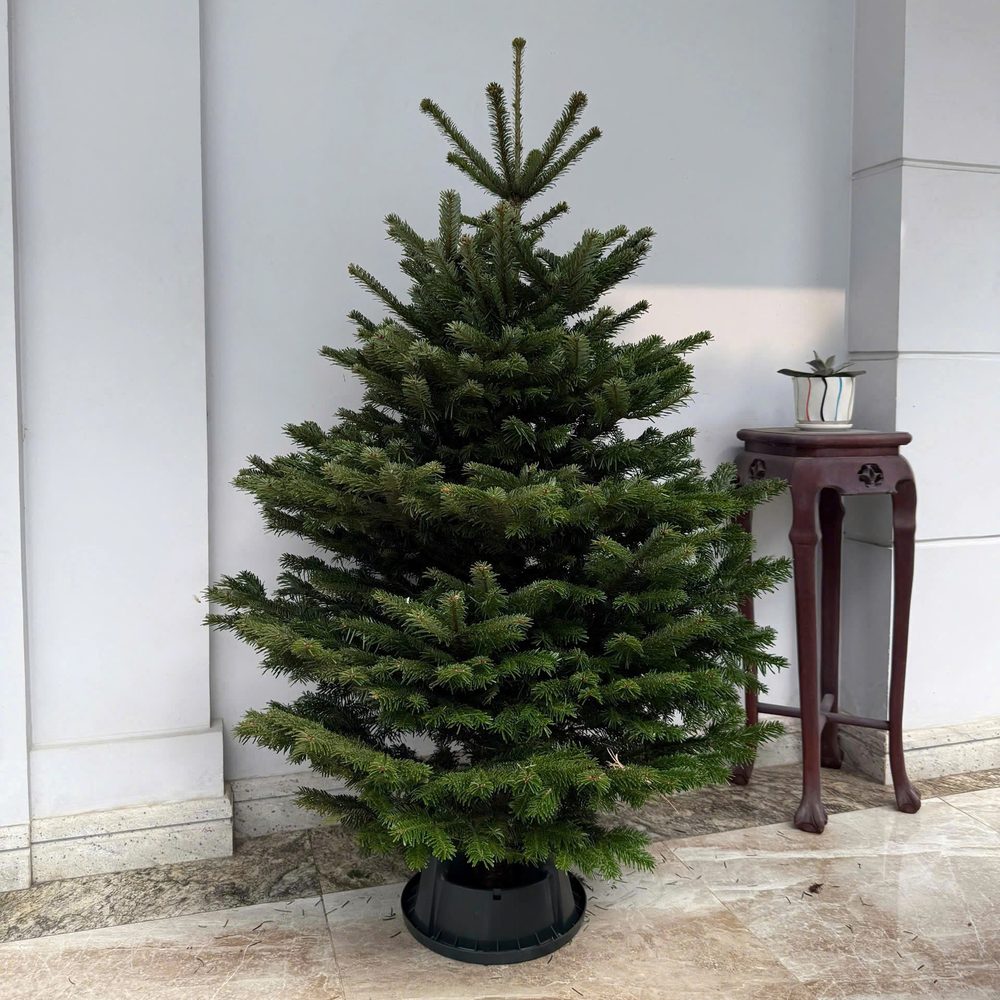 Cây thông Noel Nordmann cắt đặt trong chân đế giữ nước (ảnh từ nhà cung cấp)