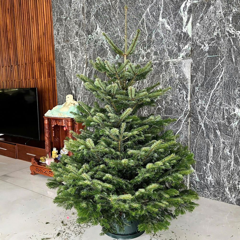 Thông Noel Nordmann cắt trong phòng khách Cây thông Noel Nordmann cắt đặt trong phòng khách (ảnh từ nhà cung cấp)